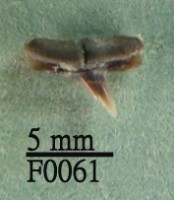 藏品(斜鋸齒鯊上顎齒)的圖片