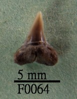 藏品(公牛鯊下顎齒)的圖片