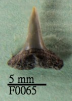 藏品(鯊魚下顎齒)的圖片