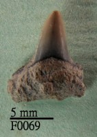 藏品(灰鯊下顎齒)的圖片