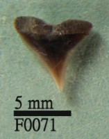 藏品(沙洲鯊上顎齒)的圖片