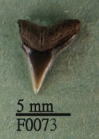 藏品(沙洲鯊上顎齒)的圖片