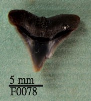 藏品(公牛鯊上顎齒)的圖片