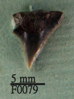 藏品(沙洲鯊上顎齒)的圖片