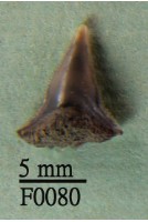 藏品(大鼻真鯊下顎齒)的圖片