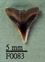 藏品(沙洲鯊上顎齒)的圖片