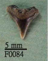 藏品(沙洲鯊上顎齒)的圖片