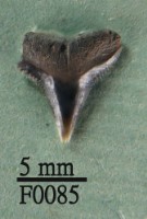 藏品(沙洲鯊上顎齒)的圖片