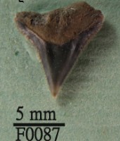 藏品(長鰭真鯊上顎齒)的圖片