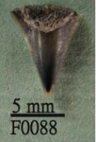 藏品(沙洲鯊上顎齒)的圖片