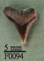 藏品(沙洲鯊上顎齒)的圖片