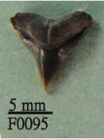 藏品(沙洲鯊上顎齒)的圖片