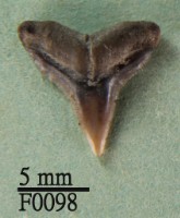 藏品(沙洲鯊上顎齒)的圖片