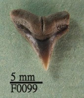 藏品(沙洲鯊上顎齒)的圖片