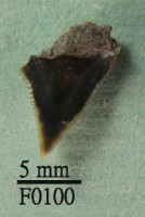 藏品(沙洲鯊上顎齒)的圖片