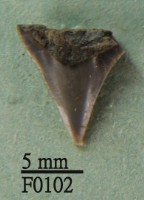 藏品(沙洲鯊上顎齒)的圖片