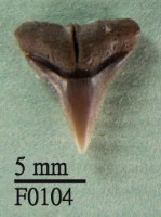 藏品(沙洲鯊上顎齒)的圖片