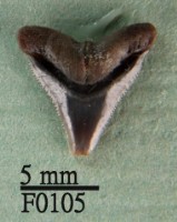 藏品(沙洲鯊上顎齒)的圖片