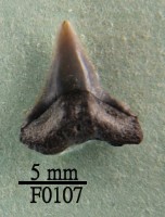 藏品(鯊魚(齒))的圖片