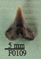 藏品(鯊魚(齒))的圖片