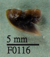 藏品(爪哇真鯊上顎齒)的圖片