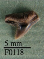 藏品(公牛鯊上顎齒)的圖片