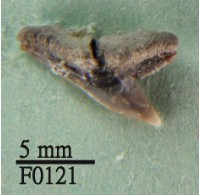 藏品(斜鋸齒鯊上顎齒)的圖片