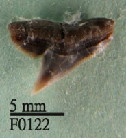 藏品(杜氏真鯊上顎齒)的圖片