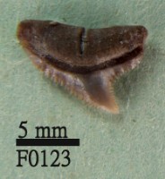 藏品(灰色真鯊上顎齒)的圖片