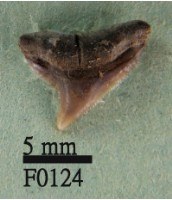 藏品(白邊真鯊上顎齒)的圖片