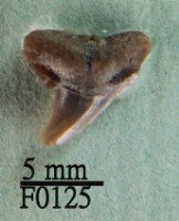 藏品(鯊魚上顎齒)的圖片