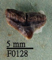 藏品(杜氏真鯊上顎齒)的圖片