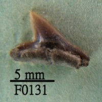 藏品(尖頭曲齒鯊下顎齒)的圖片