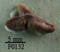 藏品(雙髻鯊下顎齒)的圖片