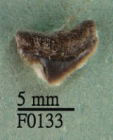 藏品(杜氏真鯊上顎齒)的圖片