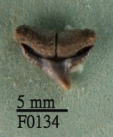 藏品(大鼻真鯊上顎齒)的圖片