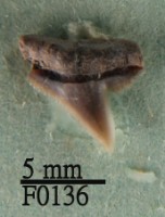 藏品(白邊真鯊上顎齒)的圖片