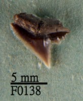 藏品(爪哇真鯊上顎齒)的圖片