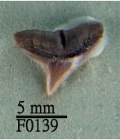 藏品(白邊真鯊上顎齒)的圖片