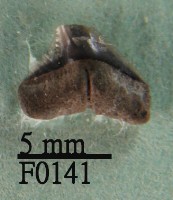 藏品(短鰭真鯊下顎齒)的圖片