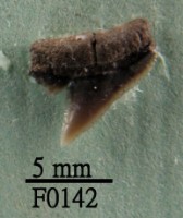 藏品(爪哇真鯊上顎齒)的圖片