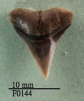 藏品(沙洲鯊上顎齒)的圖片