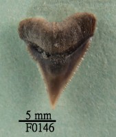 藏品(沙洲鯊上顎齒)的圖片