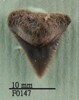 藏品(鯊魚上顎齒)的圖片