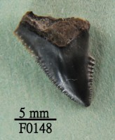 藏品(灰色真鯊上顎齒)的圖片