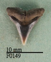 藏品(沙洲鯊上顎齒)的圖片