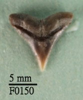 藏品(沙洲鯊上顎齒)的圖片