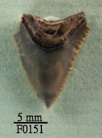 藏品(長鰭真鯊上顎齒)的圖片