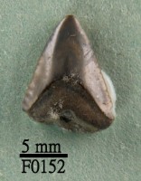 藏品(鯊魚(齒))的圖片