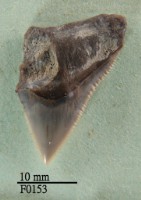 藏品(長鰭真鯊上顎齒)的圖片